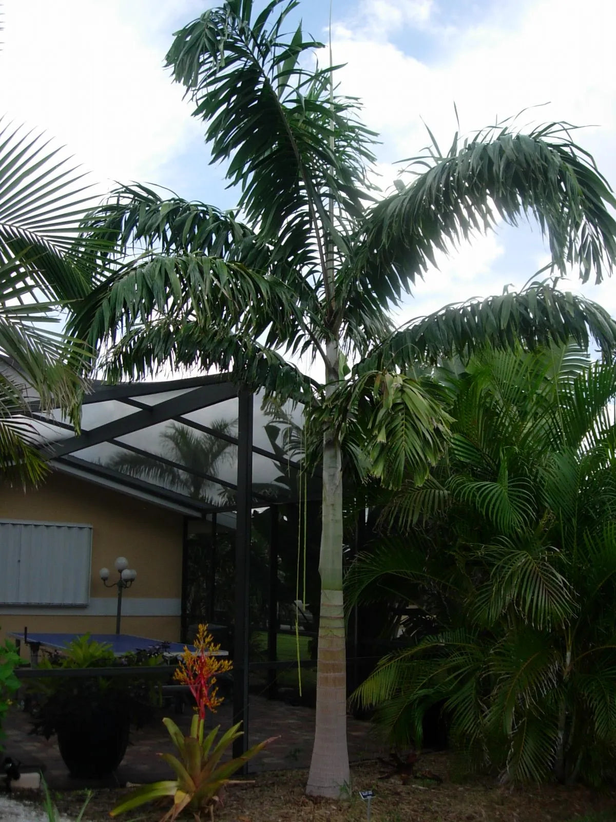 Wodveitchia; Foxy Lady Palm (Wodyetia bifurcata x Veitchia arecina)