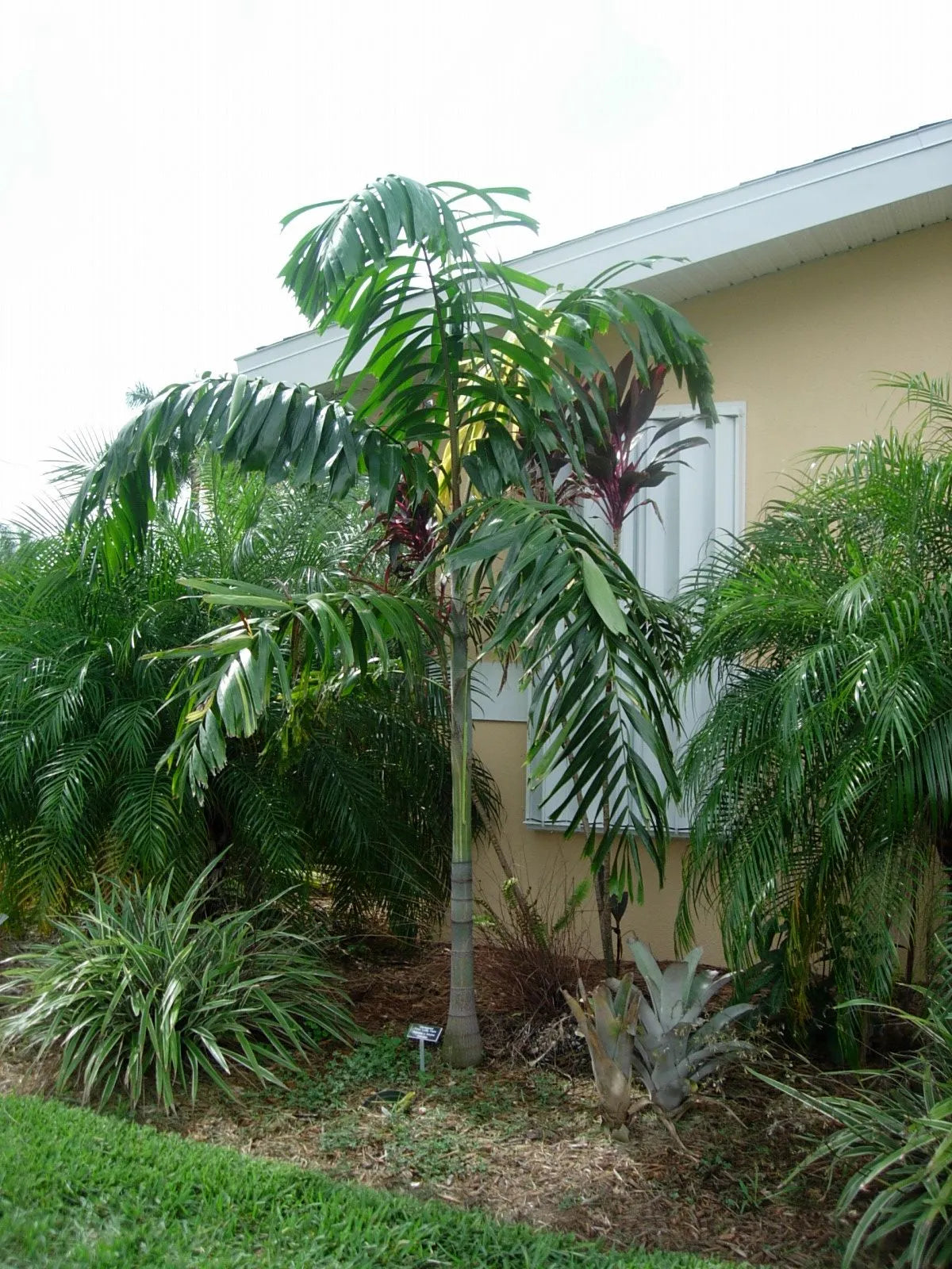 Wodveitchia; Foxy Lady Palm (Wodyetia bifurcata x Veitchia arecina)