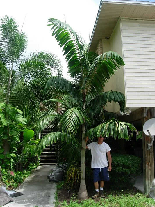 Wodveitchia; Foxy Lady Palm (Wodyetia bifurcata x Veitchia arecina)