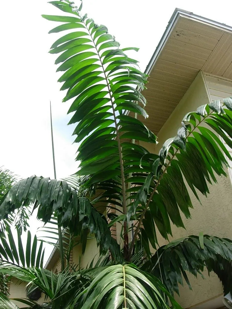 Wodveitchia; Foxy Lady Palm (Wodyetia bifurcata x Veitchia arecina)