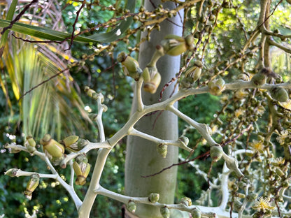 Lady Fox Palm (Veitchia arecina x Wodyetia bifurcata)