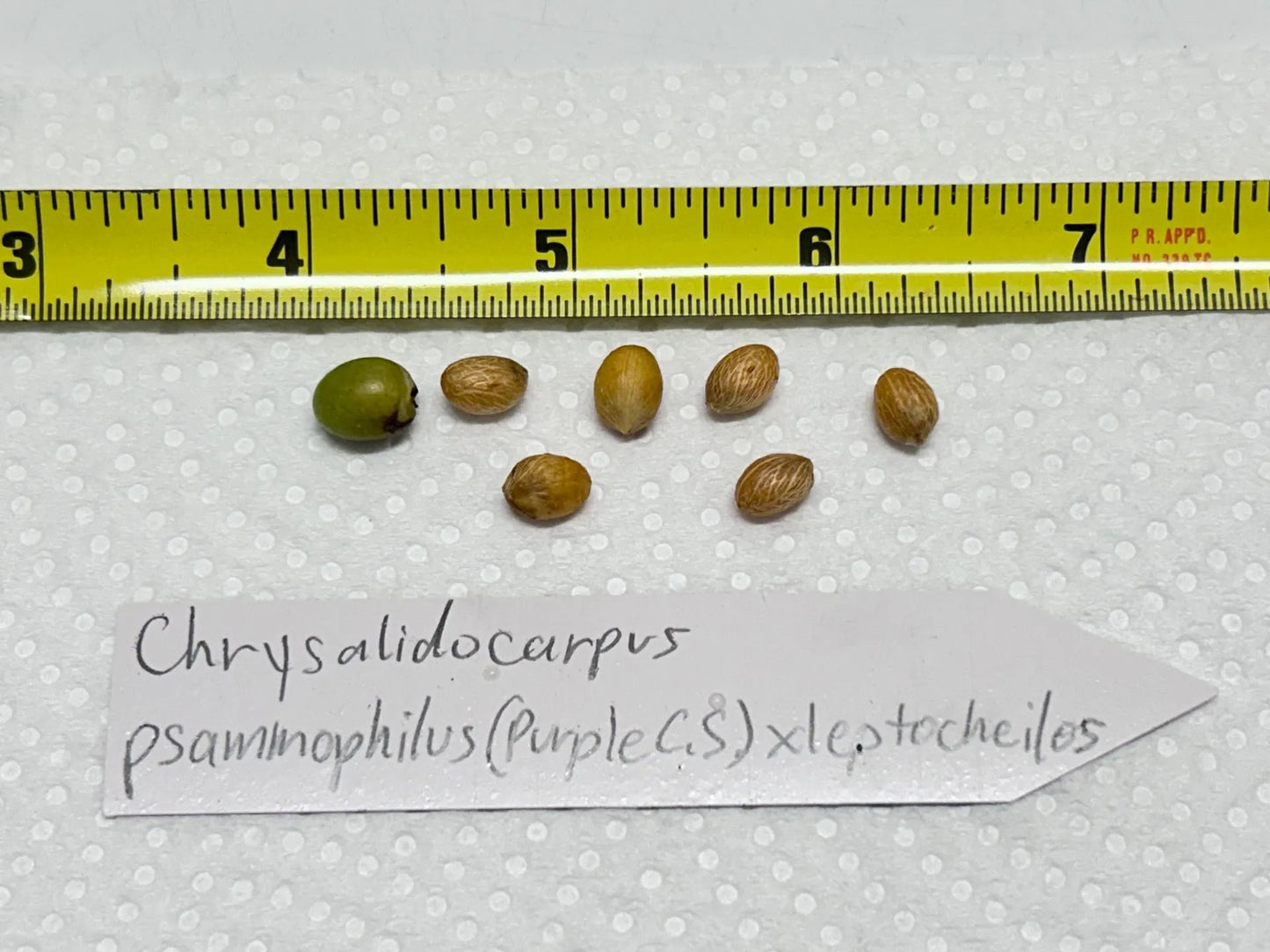 Sandy Bear Palm (Chrysalidocarpus psammophilus x leptocheilos; Dypsis psammophila x leptocheilos)