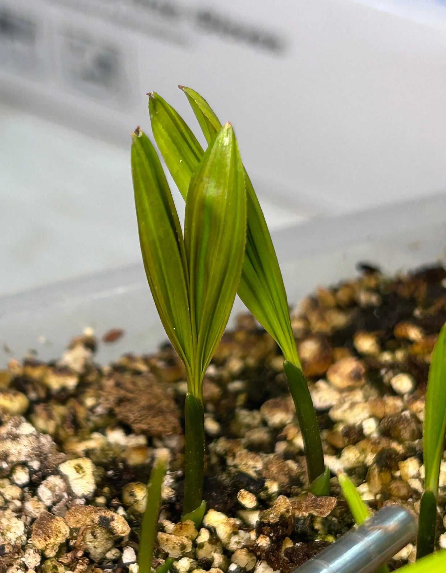 Fuzzy Cabada Palm (Chrysalidocarpus cabadae x leptocheilos; Dypsis cabadae x leptocheilos)