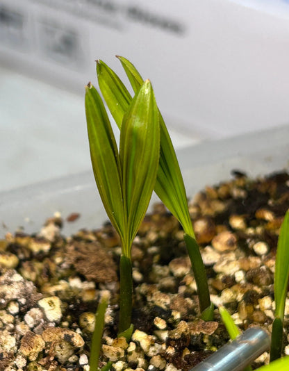 Fuzzy Cabada Palm (Chrysalidocarpus cabadae x leptocheilos; Dypsis cabadae x leptocheilos)