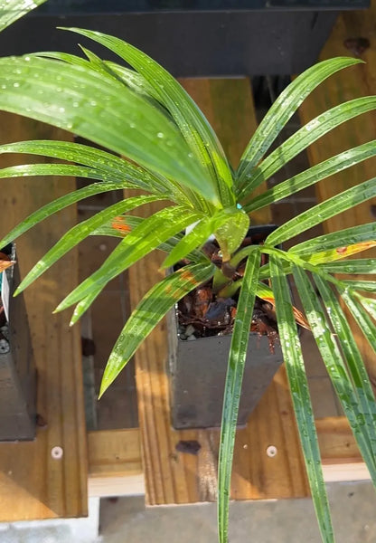 Super TriBana Palm- Chrysalidocarpus (Dypsis) pembana x decaryi x decaryi hybrid