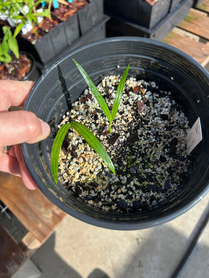 White Triangle Palm (Chrysalidocarpus cabadae x decaryi; Dypsis cabadae x decaryi)