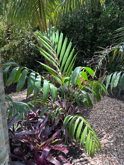 Johannis Foxy Lady Palm- Wodveitchia; Wodyetia bifurcata x Veitchia johannis