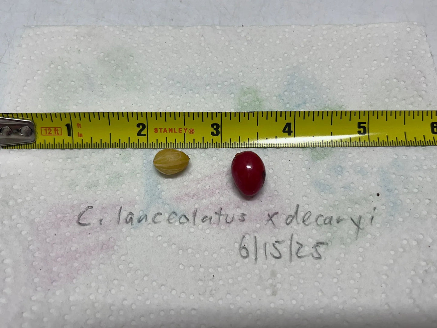 Comoro Triangle Palm (Chrysalidocarpus lanceolatus x decaryi; Dypsis lanceolata x decaryi)