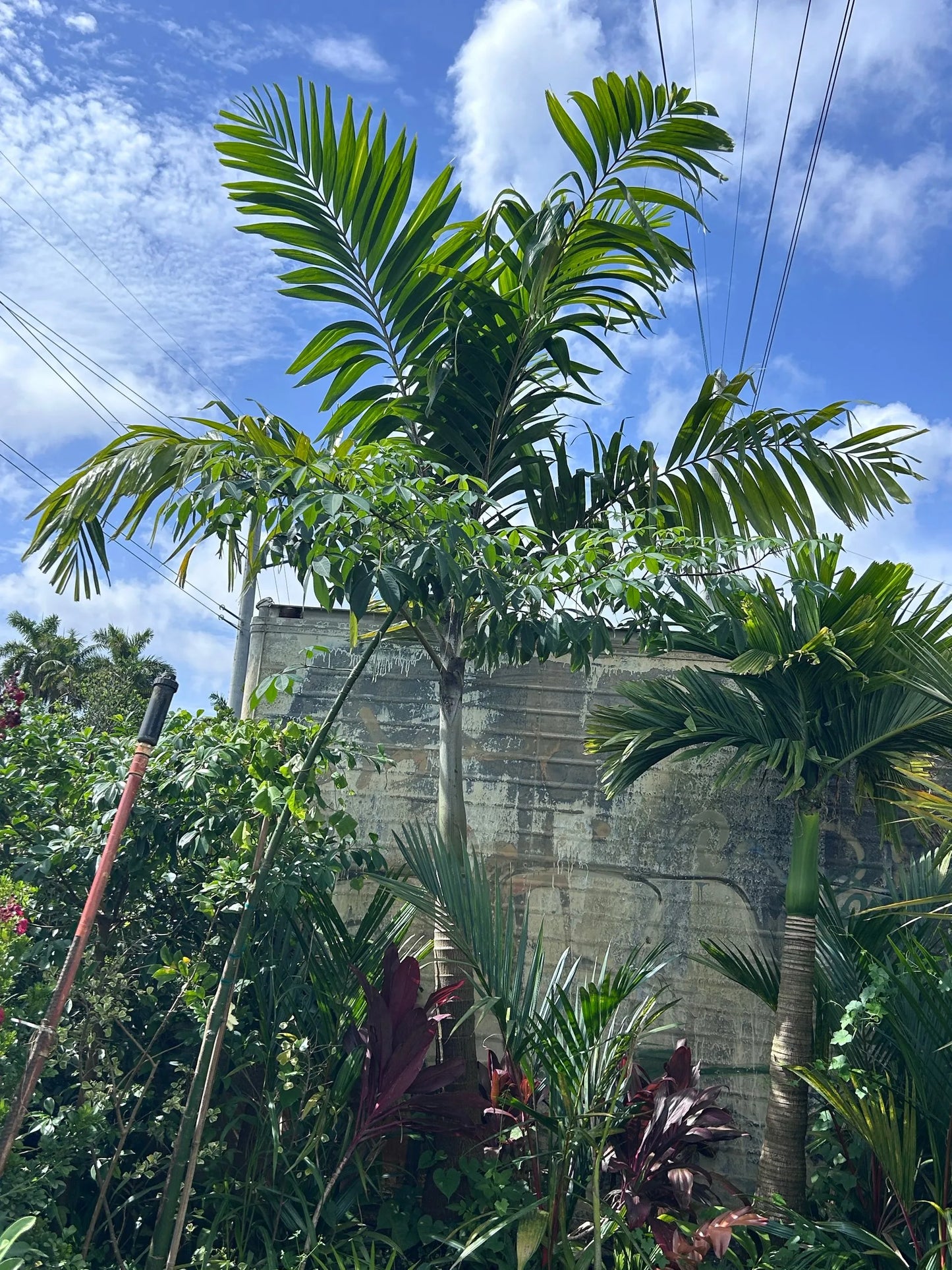 Lady Fox Palm (Veitchia arecina x Wodyetia bifurcata)