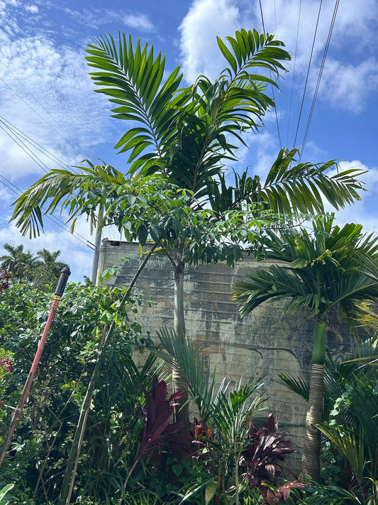 Lady Fox Palm (Veitchia arecina x Wodyetia bifurcata)