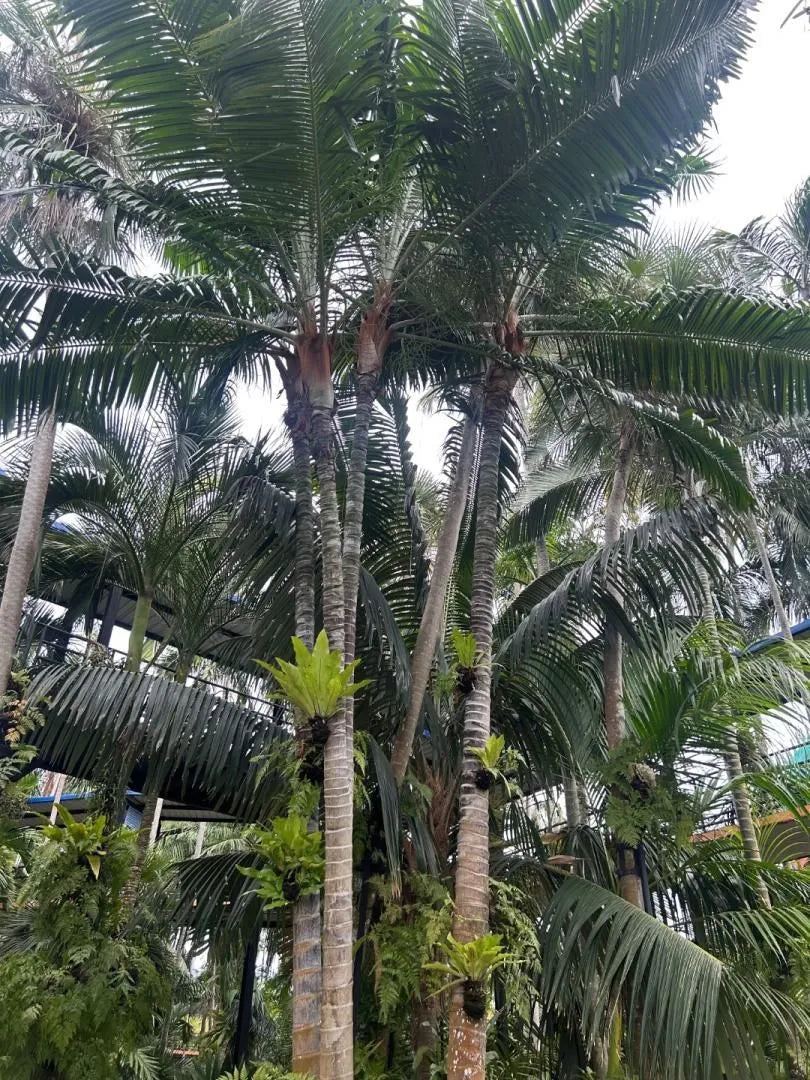Fuzzy Cabada Palm (Chrysalidocarpus cabadae x leptocheilos; Dypsis cabadae x leptocheilos)