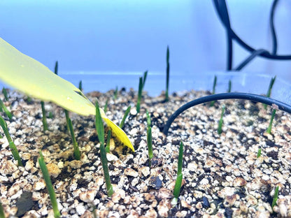 Comoro Triangle Palm (Chrysalidocarpus lanceolatus x decaryi; Dypsis lanceolata x decaryi)