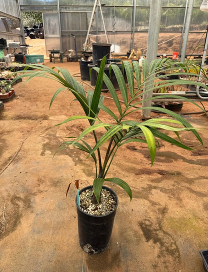 White Triangle Palm (Chrysalidocarpus cabadae x decaryi; Dypsis cabadae x decaryi)