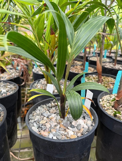 White Triangle Palm (Chrysalidocarpus cabadae x decaryi; Dypsis cabadae x decaryi)