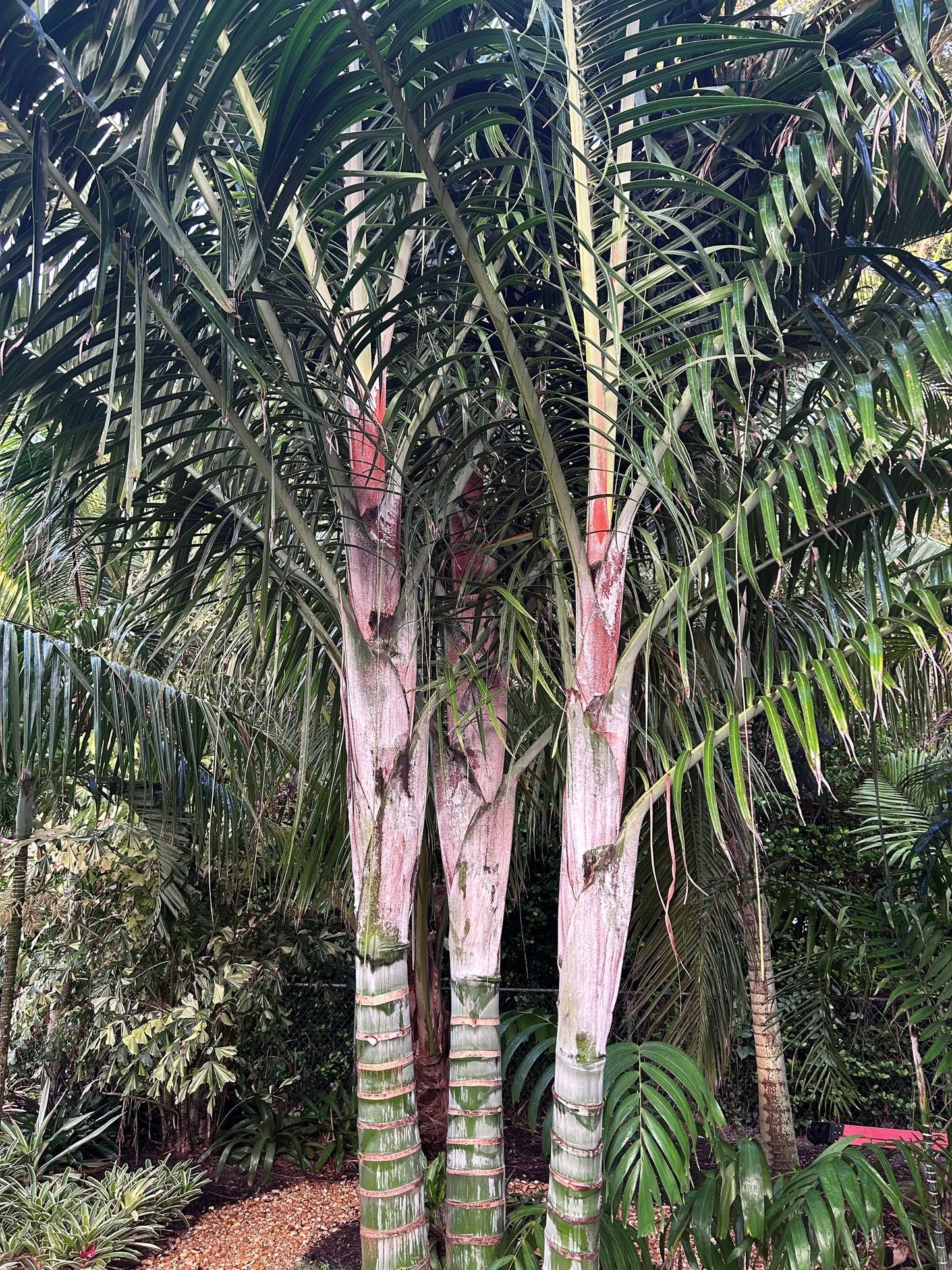 White Triangle Palm (Chrysalidocarpus cabadae x decaryi; Dypsis cabadae x decaryi)