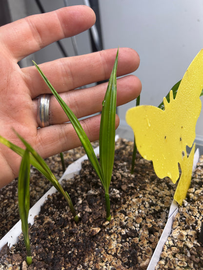 Silver Triangle Palm (Chrysalidocarpus blackii x decaryi; Dypsis blackii x decaryi)
