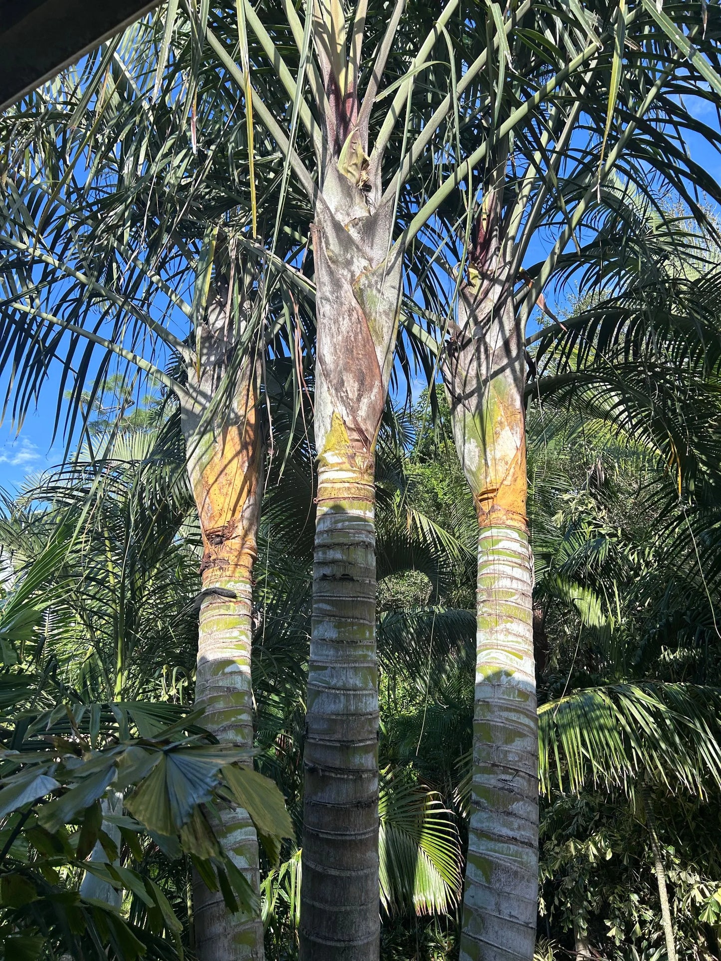 Golden Triangle Palm (Chrysalidocarpus lutescens x decaryi; Dypsis lutescens x decaryi)