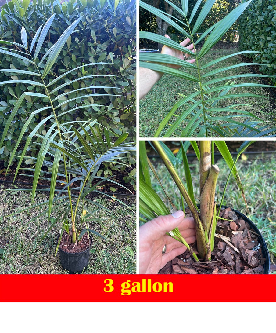 Cold Hardy Lipstick Palm; Hybrid Lipstick Palm (Cyrtostachys renda x elegans)