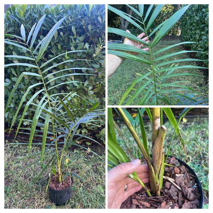 Cold Hardy Lipstick Palm; Hybrid Lipstick Palm- Cyrtostachys renda x elegans