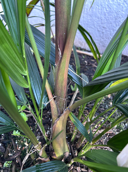 Lipstick Palm 'Apple Form' (Cyrtostachys renda hybrid)