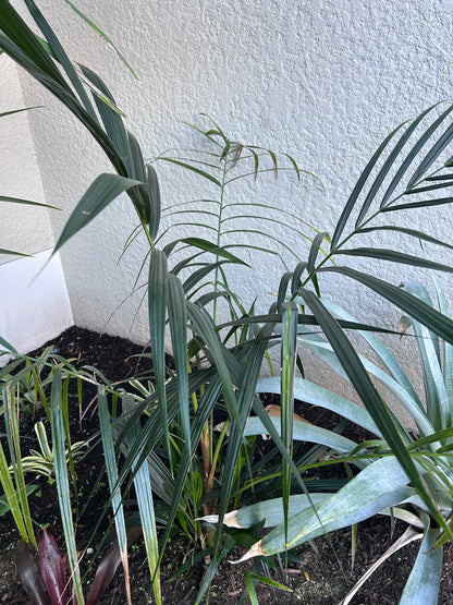 Lipstick Palm 'Apple Form' (Cyrtostachys renda hybrid)