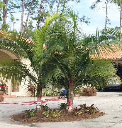 TriBear Palm; Red Triangle Palm (Chrysalidocarpus leptocheilos x decaryi; Chrysalidocarpus x leptocaryi)