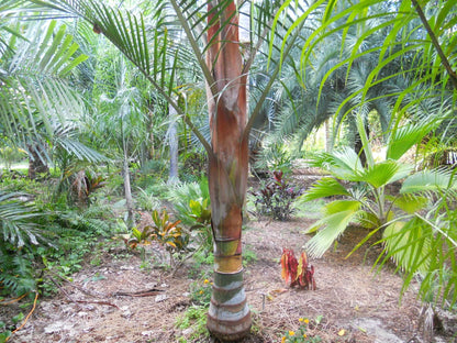 TriBear Palm; Red Triangle Palm (Chrysalidocarpus leptocheilos x decaryi; Chrysalidocarpus x leptocaryi)