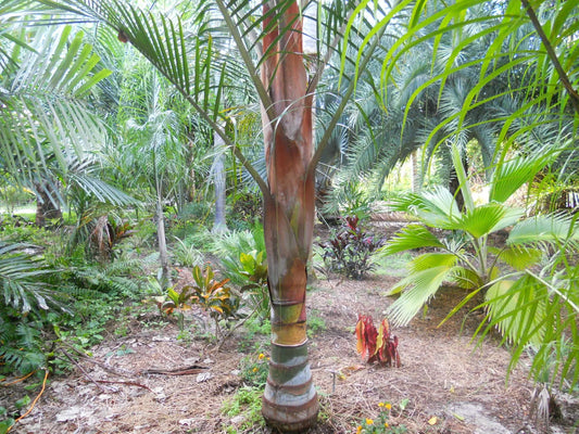 TriBear Palm; Red Triangle Palm (Chrysalidocarpus leptocheilos x decaryi; Chrysalidocarpus x leptocaryi)
