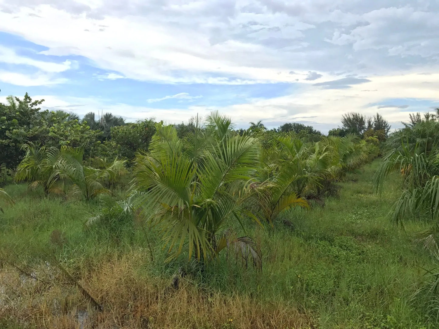 TriBear Palm; Red Triangle Palm (Chrysalidocarpus leptocheilos x decaryi; Chrysalidocarpus x leptocaryi)