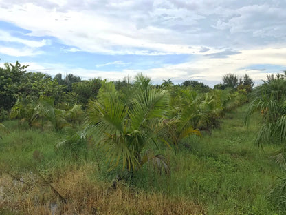 TriBear Palm; Red Triangle Palm (Chrysalidocarpus leptocheilos x decaryi; Chrysalidocarpus x leptocaryi)