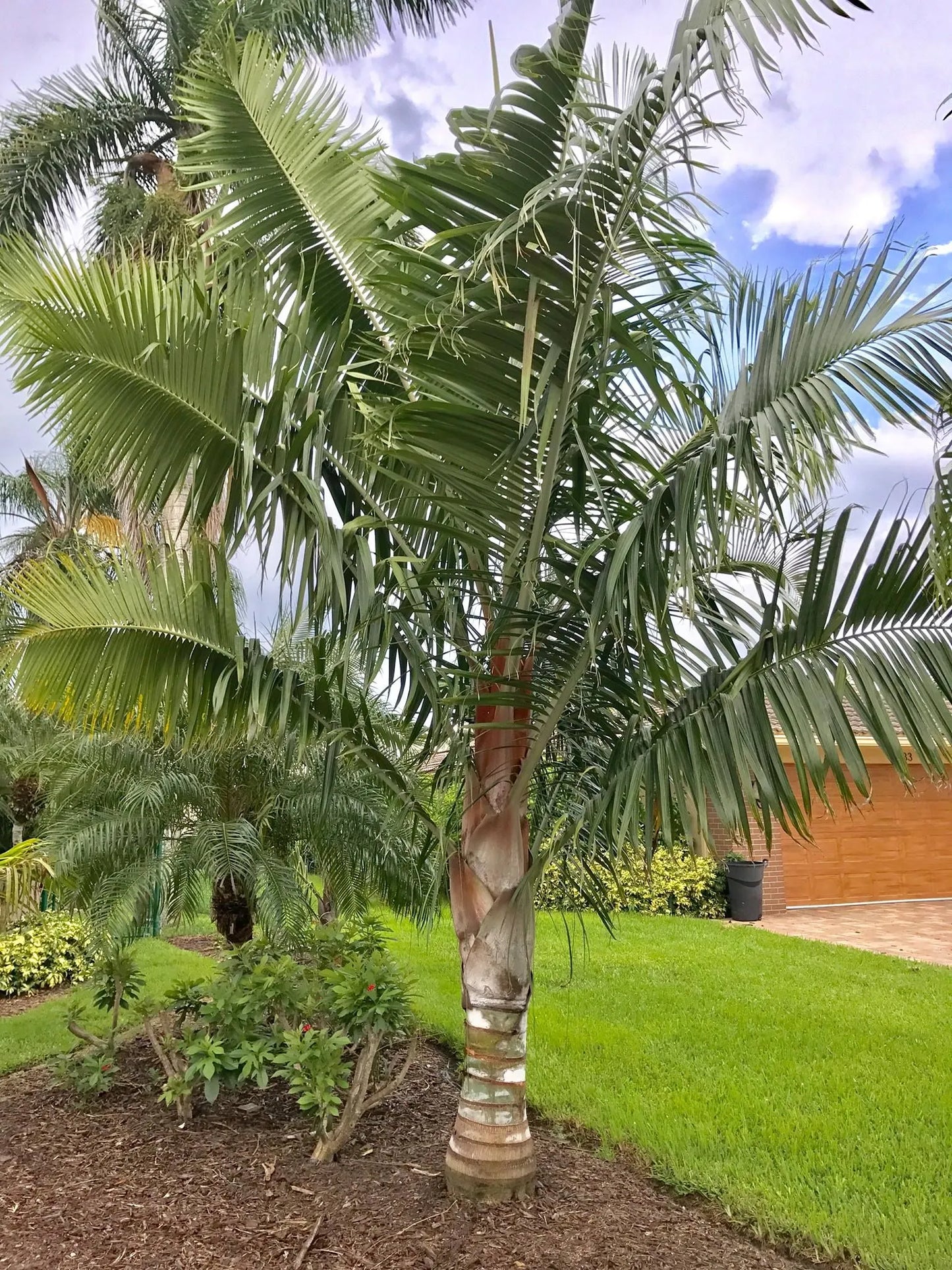 TriBear Palm; Red Triangle Palm (Chrysalidocarpus leptocheilos x decaryi; Chrysalidocarpus x leptocaryi)