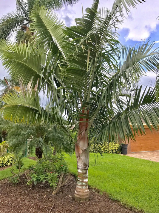 TriBear Palm; Teddy Bear Triangle Hybrid- Dypsis leptocheilos x decaryi rare collector's tree
