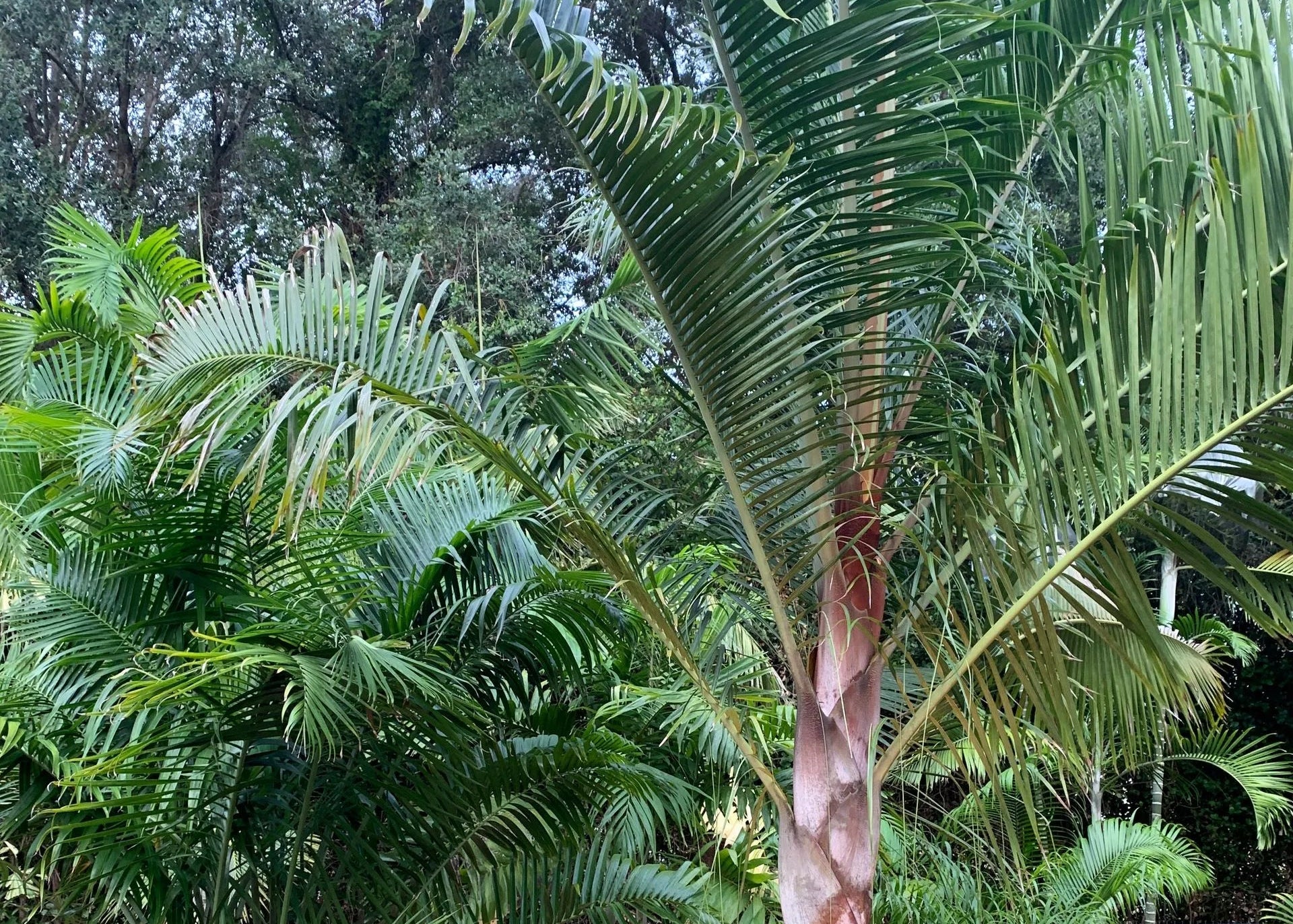 Tropical garden with various plants including a prominent palm tree.