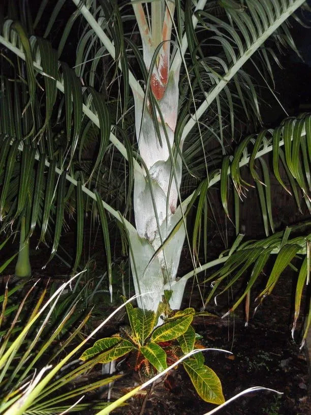 White Triangle Palm (Chrysalidocarpus cabadae x decaryi; Dypsis cabadae x decaryi)