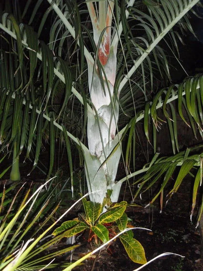 White Triangle Palm (Chrysalidocarpus cabadae x decaryi; Dypsis cabadae x decaryi)