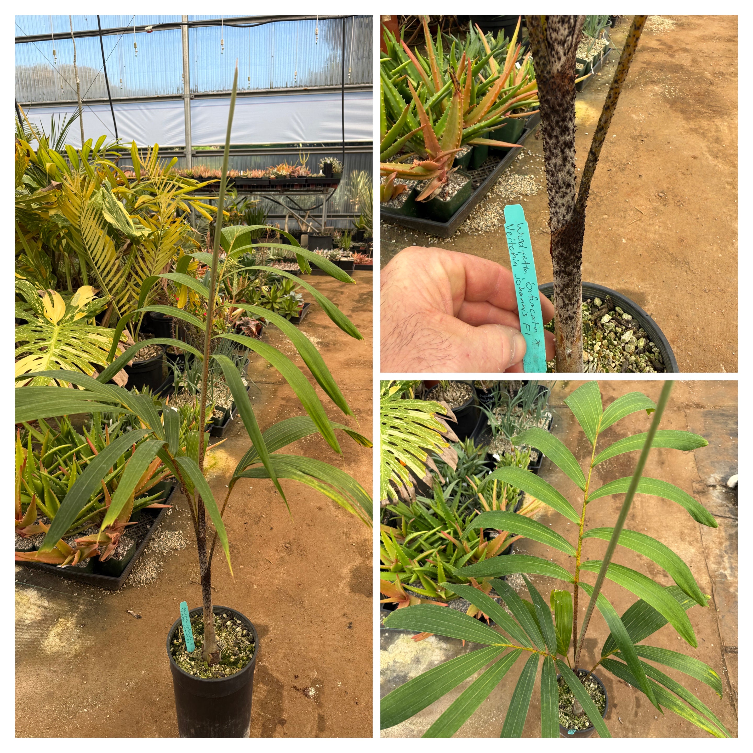 Foxy Lady Palm- Johannis Wodveitchia; Wodyetia bifurcata x