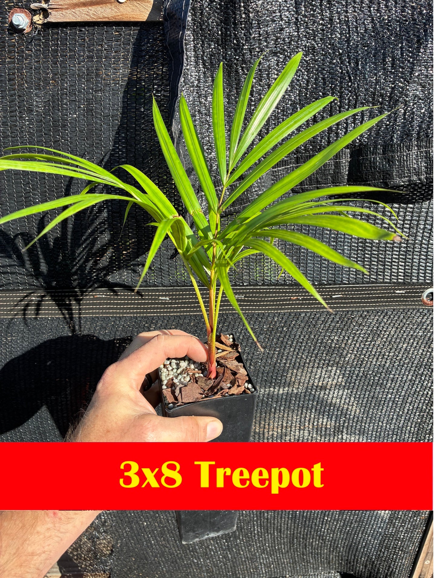 Sandy Bear Palm (Chrysalidocarpus psammophilus x leptocheilos; Dypsis psammophila x leptocheilos)