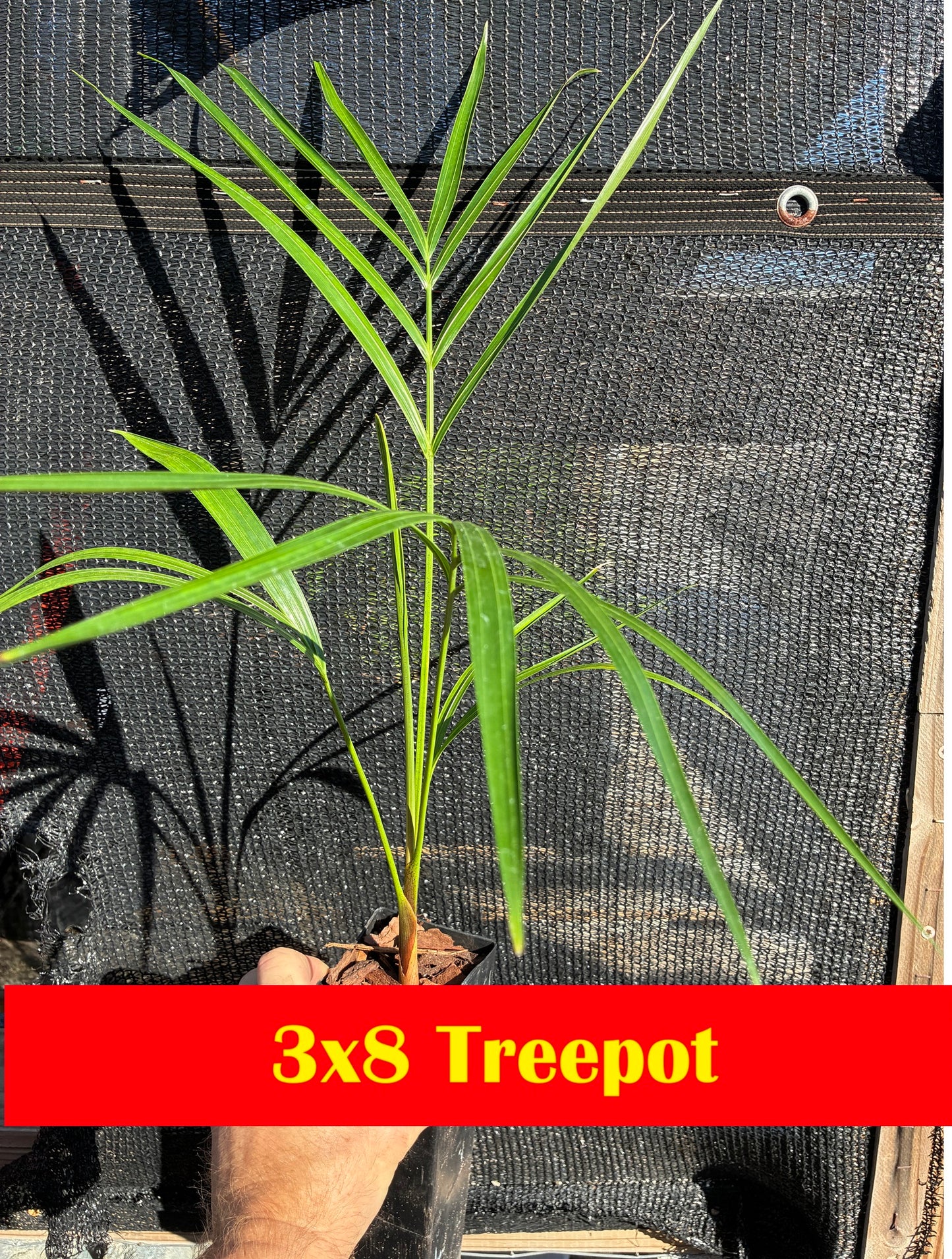 Golden Triangle Palm (Chrysalidocarpus lutescens x decaryi; Dypsis lutescens x decaryi)