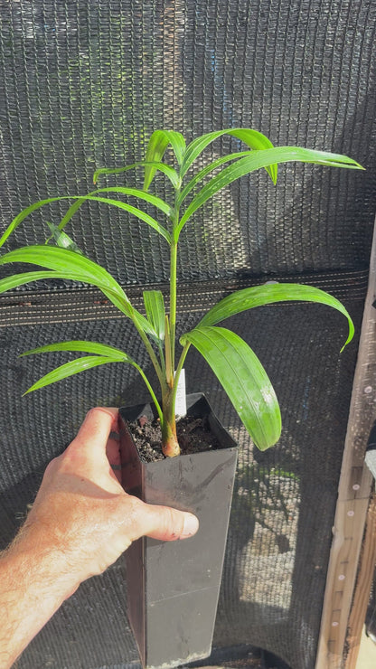 Silver Triangle Hybrid (C. blackii x decaryi) live Dypsis palm tree