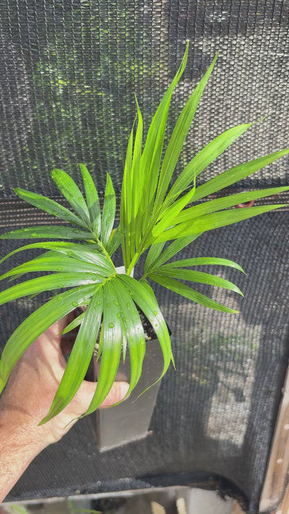 Sandy Bear Hybrid (C.  psammophilus x leptocheilos) live Dypsis palm tree psammophila