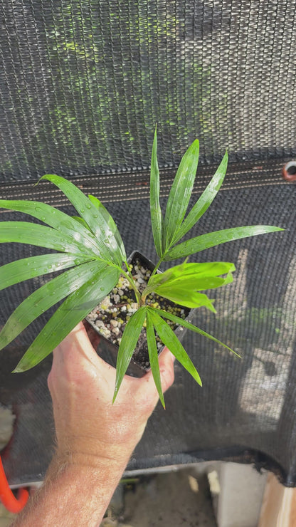 Teddybana Hybrid- Teddy Bear x Pemba Palm (C. leptocheilos x pembanus) live Dypsis palm tree