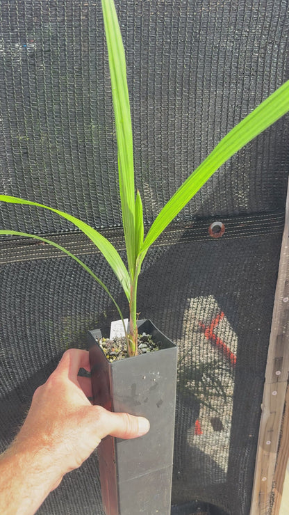 Hardy Mule Hybrid (xButiagrus 'Littoralis') live Butia x Syagrus palm tree COLD HARDY