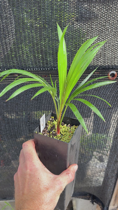 TriBear Hybrid (C. leptocheilos x decaryi) Teddy Bear Triangle live Dypsis palm tree