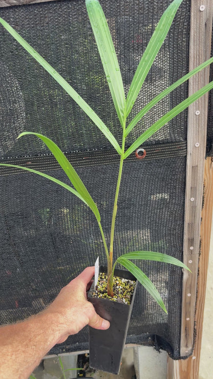 White Tiger Hybrid (C. pembanus x decaryi x leptocheilos)- live Dypsis palm tree