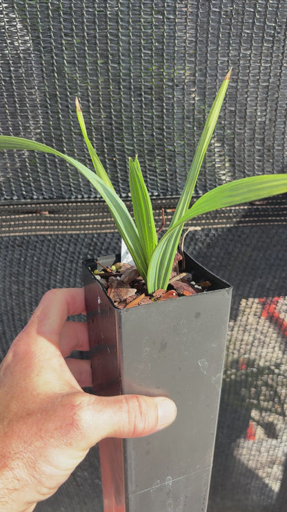 Brazoria Palmetto Hybrid (Sabal xBrozoriensis) live palm tree cold hardy