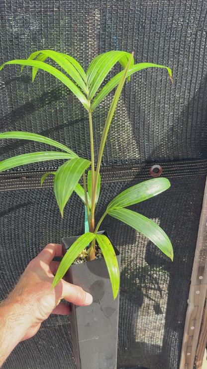White Triangle Hybrid (C. cabadae x decaryi) live Dypsis palm tree Cabada