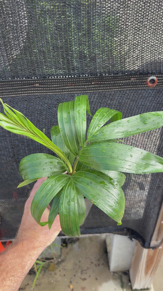 Comoro Triangle Hybrid (C.  lanceolatus x decaryi) live Dypsis palm tree Lanceolata