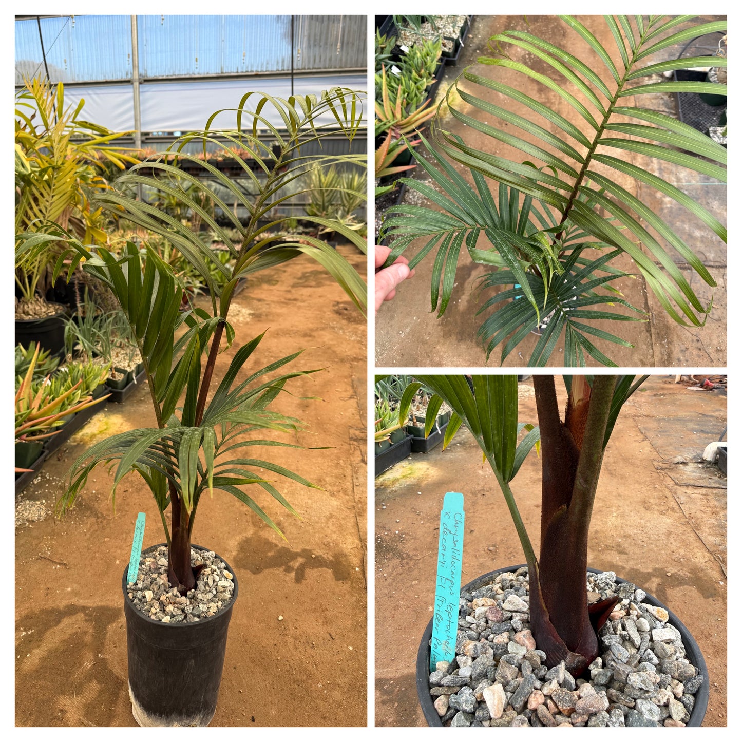 TriBear Palm; Teddybear Triangle Hybrid- Chrysalidocarpus (Dypsis) leptocheilos x decaryi