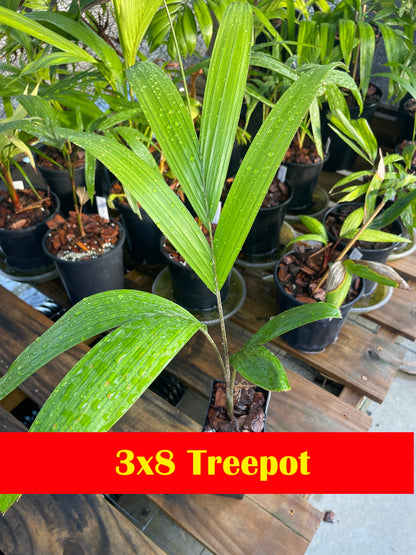 Lady Fox Palm (Veitchia arecina x Wodyetia bifurcata)