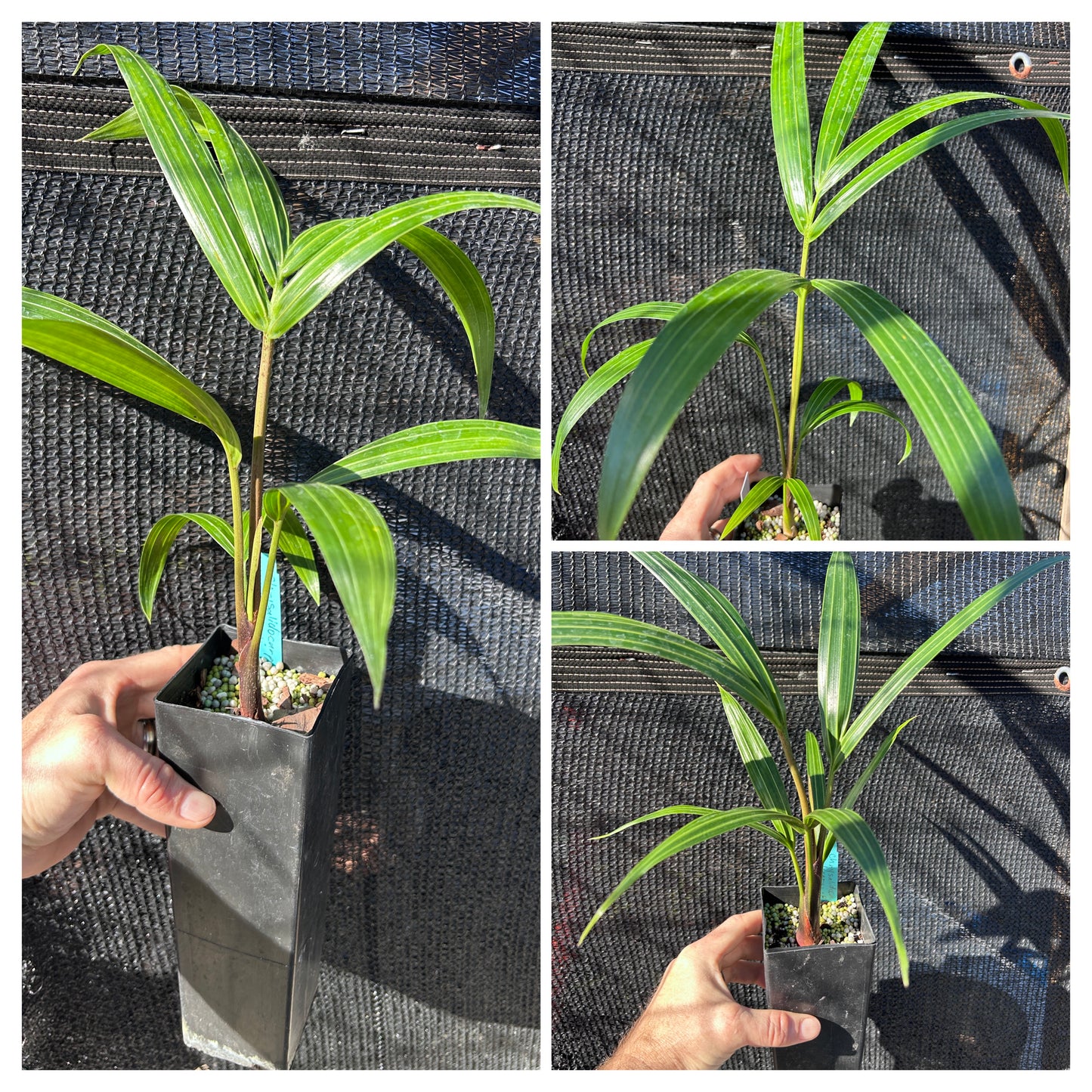 White Triangle Palm- Chrysalidocarpus (Dypsis) cabadae x decaryi